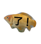 金魚さん<+))><<（個別スタンプ：30）