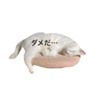 ヒュゴの日常2！（個別スタンプ：11）