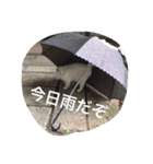 ヒュゴの日常2！（個別スタンプ：34）
