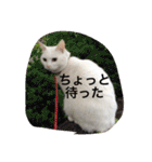 ヒュゴの日常2！（個別スタンプ：39）