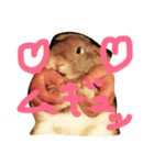 ペロンチョ（個別スタンプ：1）