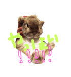 ペロンチョ（個別スタンプ：3）