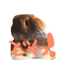 ペロンチョ（個別スタンプ：5）