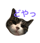 ねこたまみ（個別スタンプ：1）