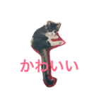 ねこたまみ（個別スタンプ：2）
