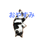 ねこたまみ（個別スタンプ：3）