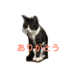 ねこたまみ（個別スタンプ：4）