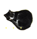 ねこたまみ（個別スタンプ：7）