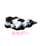 ねこたまみ（個別スタンプ：8）