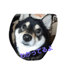 黒柴ゴン太2（個別スタンプ：1）