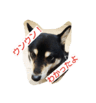 黒柴ゴン太2（個別スタンプ：4）