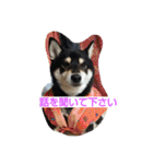 黒柴ゴン太2（個別スタンプ：5）