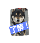 黒柴ゴン太2（個別スタンプ：9）
