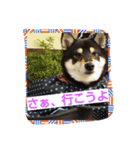 黒柴ゴン太2（個別スタンプ：10）