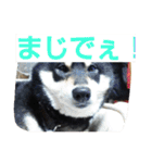 黒柴ゴン太2（個別スタンプ：12）