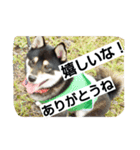 黒柴ゴン太2（個別スタンプ：14）