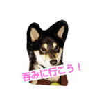 黒柴ゴン太2（個別スタンプ：15）