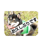 黒柴ゴン太2（個別スタンプ：17）