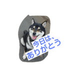 黒柴ゴン太2（個別スタンプ：20）