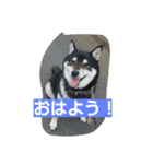 黒柴ゴン太2（個別スタンプ：22）