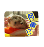 Hari Hari Omame-kun（個別スタンプ：2）