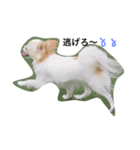 Tofu's greetings（個別スタンプ：1）