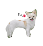 Tofu's greetings（個別スタンプ：4）
