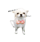 Tofu's greetings（個別スタンプ：5）