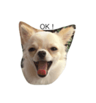 Tofu's greetings（個別スタンプ：8）