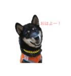 柴犬 陸☆宙の挨拶スタンプ（個別スタンプ：1）