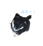 柴犬 陸☆宙の挨拶スタンプ（個別スタンプ：2）