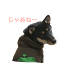 柴犬 陸☆宙の挨拶スタンプ（個別スタンプ：4）
