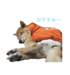 柴犬 陸☆宙の挨拶スタンプ（個別スタンプ：5）