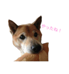 柴犬 陸☆宙の挨拶スタンプ（個別スタンプ：7）