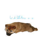 柴犬 陸☆宙の挨拶スタンプ（個別スタンプ：10）
