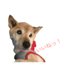 柴犬 陸☆宙の挨拶スタンプ（個別スタンプ：11）