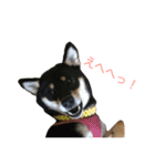 柴犬 陸☆宙の挨拶スタンプ（個別スタンプ：12）