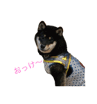柴犬 陸☆宙の挨拶スタンプ（個別スタンプ：13）
