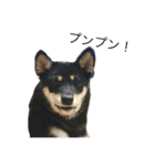柴犬 陸☆宙の挨拶スタンプ（個別スタンプ：18）