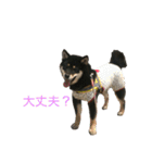 柴犬 陸☆宙の挨拶スタンプ（個別スタンプ：19）
