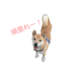 柴犬 陸☆宙の挨拶スタンプ（個別スタンプ：20）