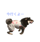 柴犬 陸☆宙の挨拶スタンプ（個別スタンプ：21）