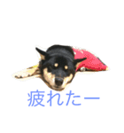 柴犬 陸☆宙の挨拶スタンプ（個別スタンプ：22）