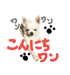 モモ＆コリキたまにハリ（個別スタンプ：1）