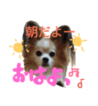 モモ＆コリキたまにハリ（個別スタンプ：2）