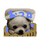 モモ＆コリキたまにハリ（個別スタンプ：6）