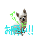 モモ＆コリキたまにハリ（個別スタンプ：8）