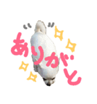モモ＆コリキたまにハリ（個別スタンプ：9）