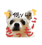 モモ＆コリキたまにハリ（個別スタンプ：10）