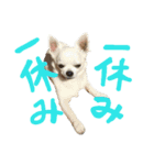 モモ＆コリキたまにハリ（個別スタンプ：14）